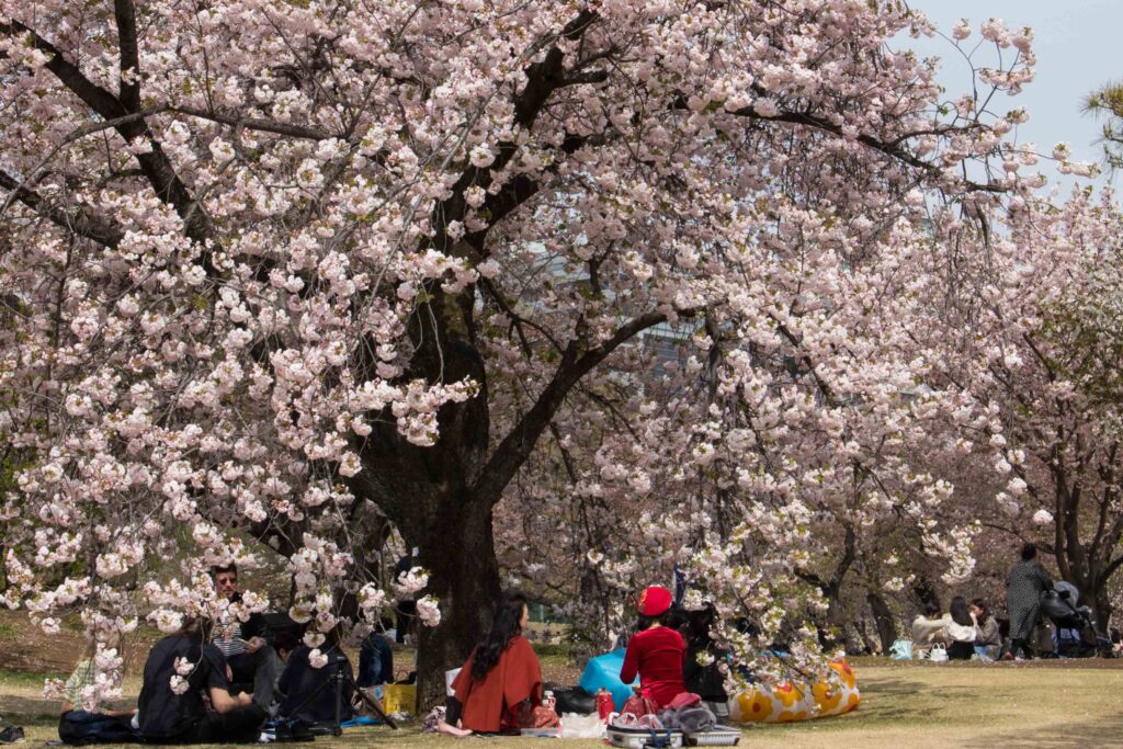 Körsbärsblommor och picknick i Tokyo